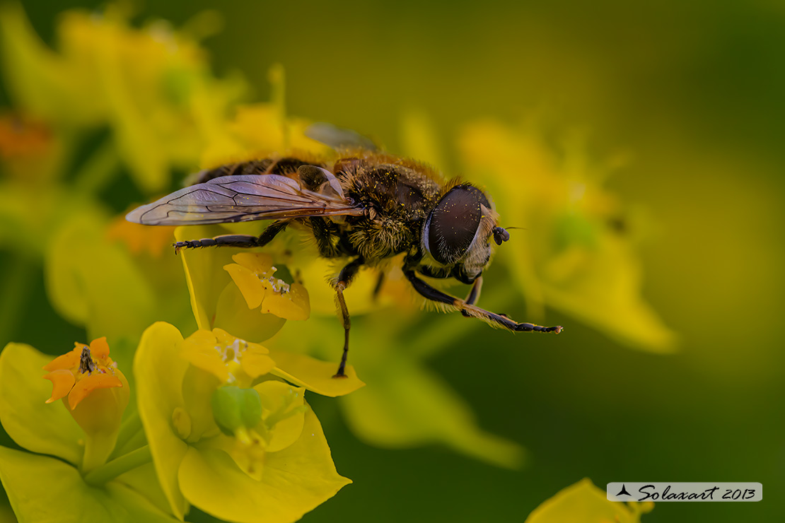 Eristalis tenax  (???)