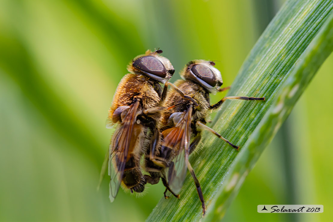 Eristalis tenax  (???)