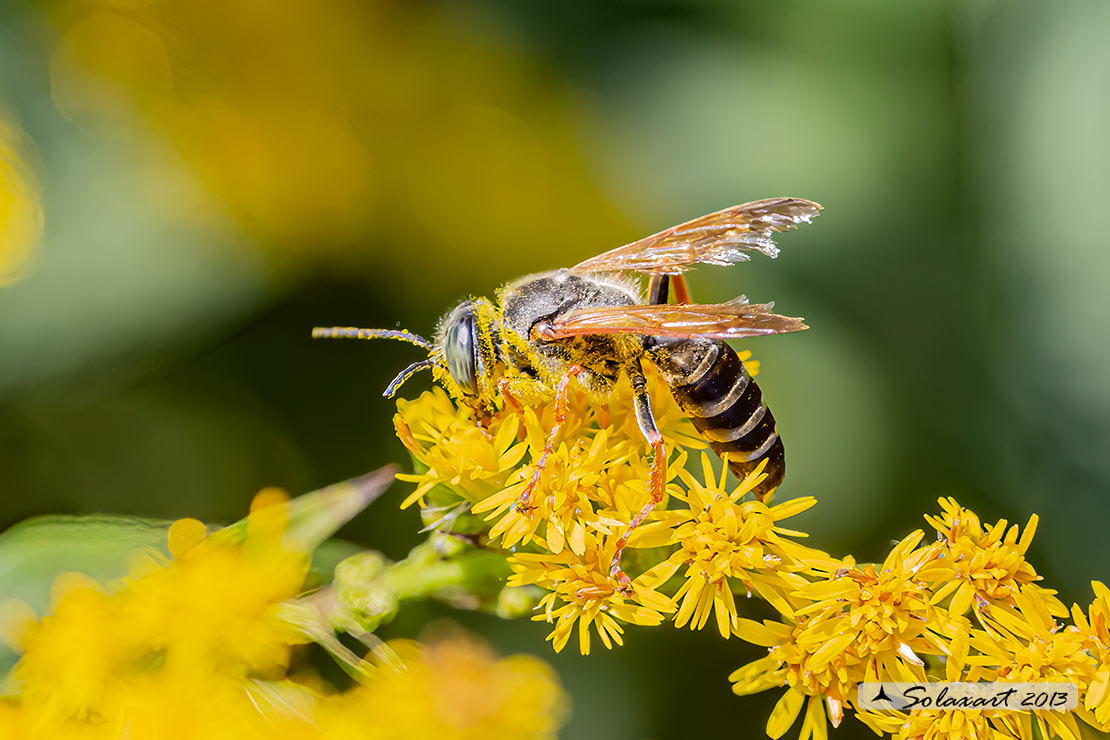 Crabronidae: Tachytes etruscus