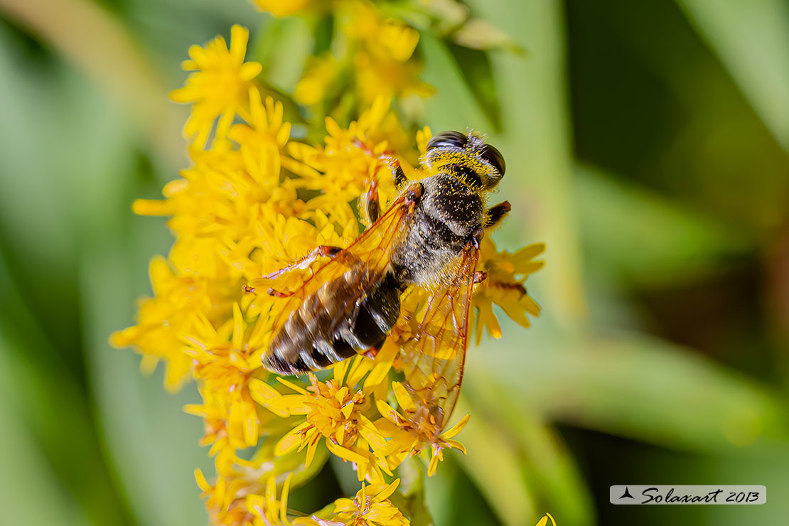 Crabronidae: Tachytes etruscus