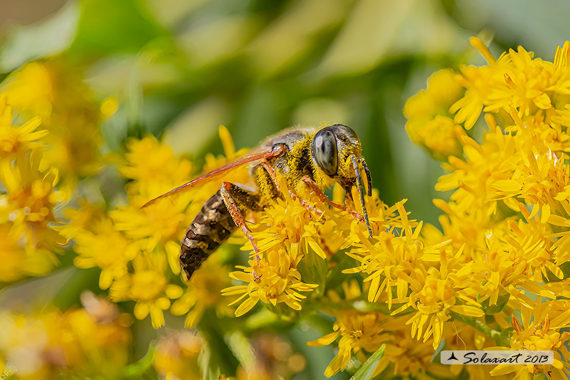 Crabronidae: Tachytes etruscus