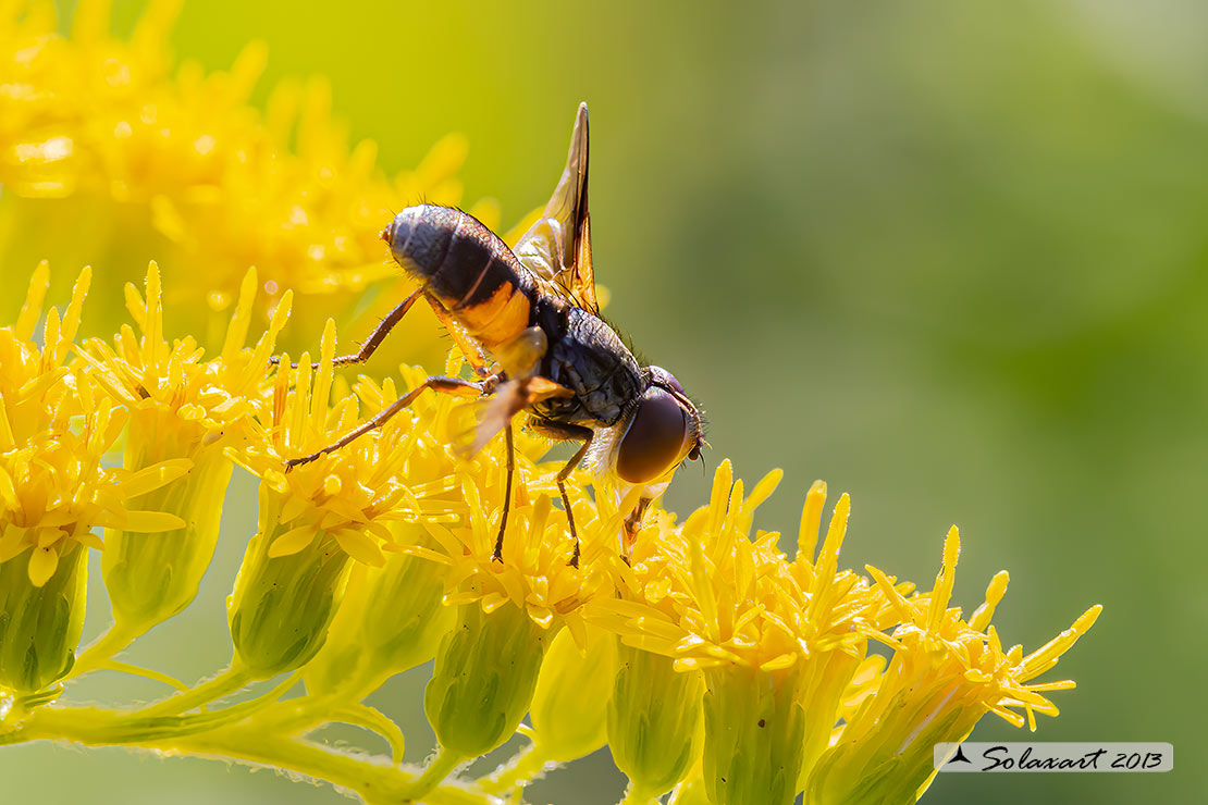 Tachinidae  - Ectophasia (???)