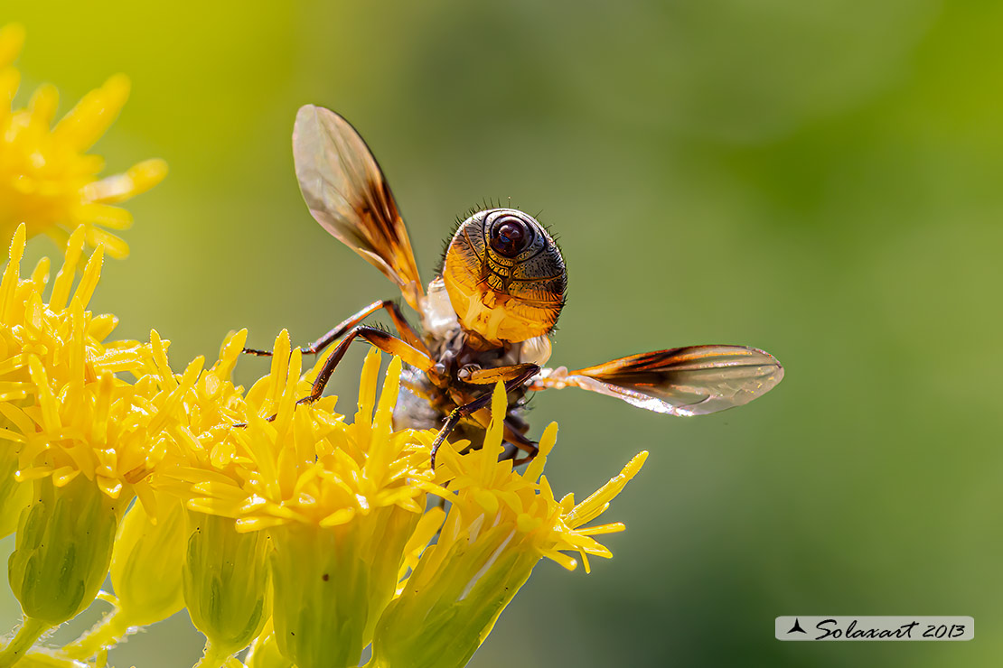 Tachinidae  - Ectophasia (???)