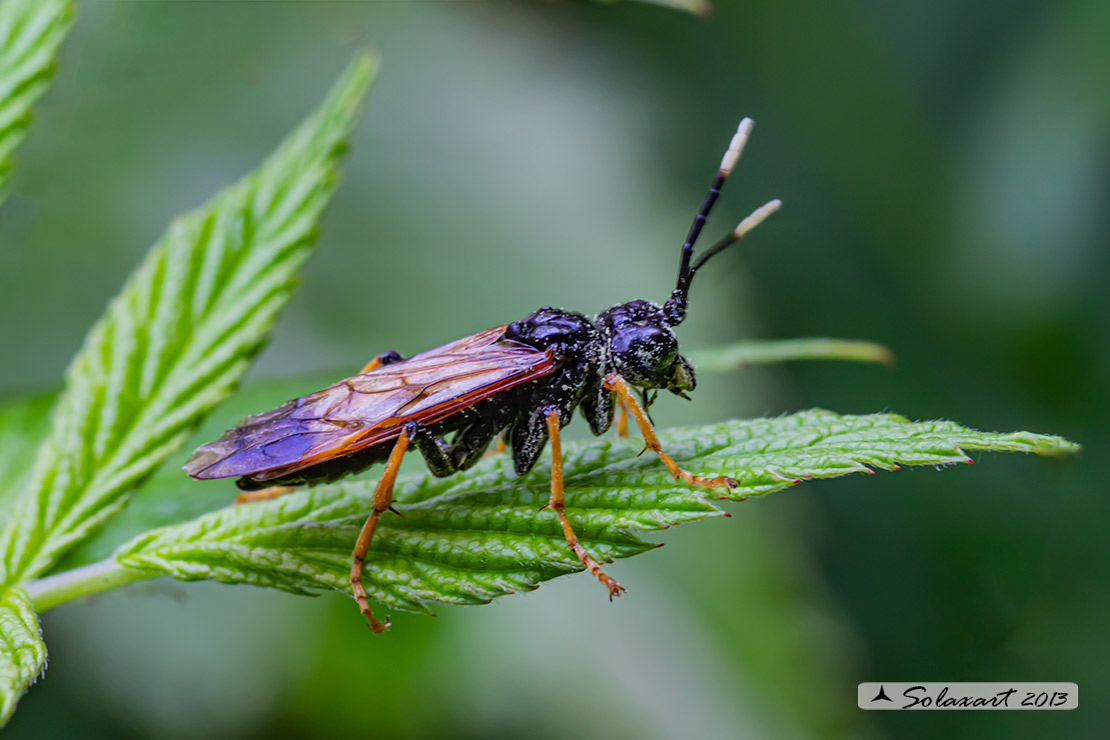 Tenthredinidae: Tenthredo crassa