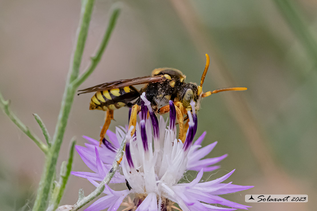 Nomada succincta (??)