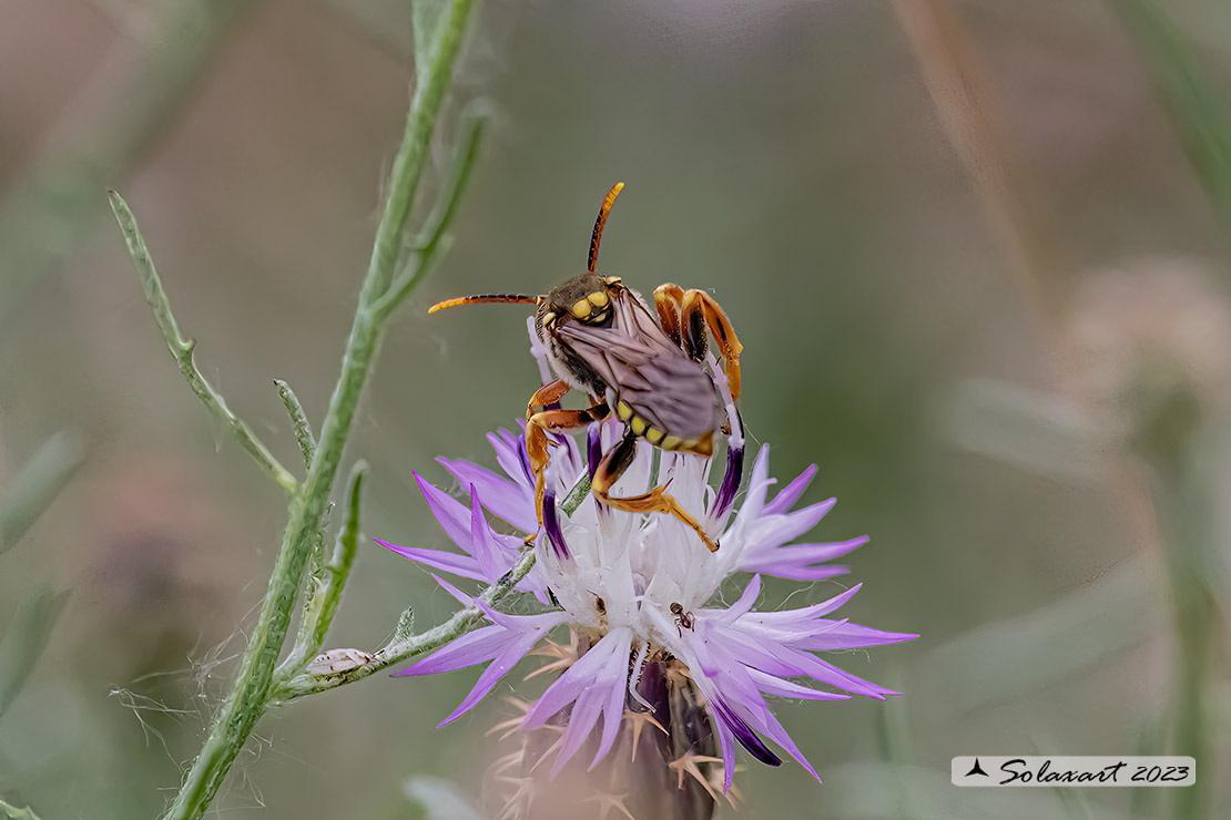 Nomada succincta (??)