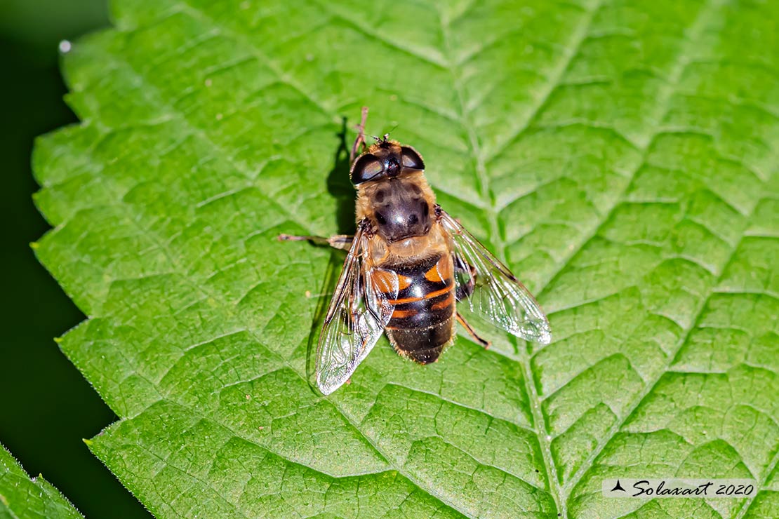 Eristalis tenax ♀ (???)