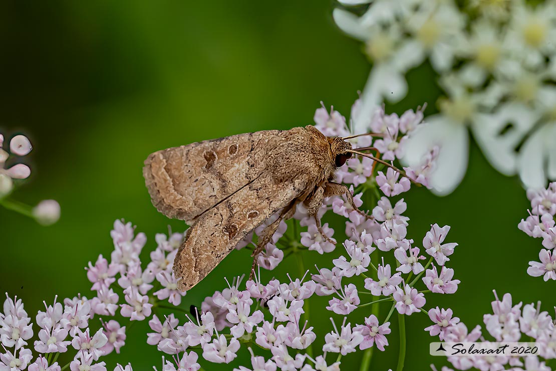 Agrotis segetum  (???)