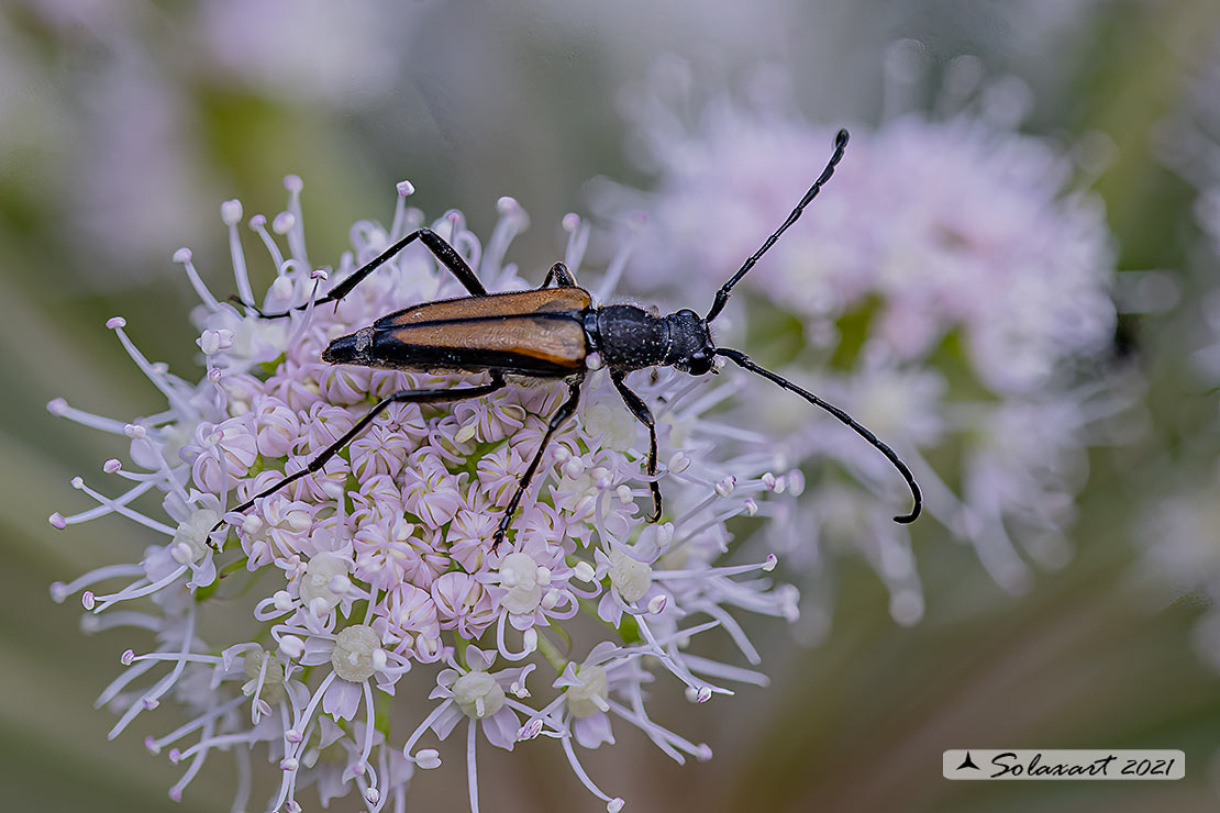 Cerambycidae: Stenurella melanura? No, Anastrangalia dubia