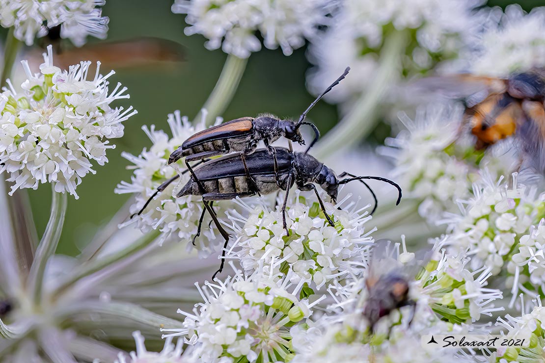 Cerambycidae: Stenurella melanura? No, Anastrangalia dubia