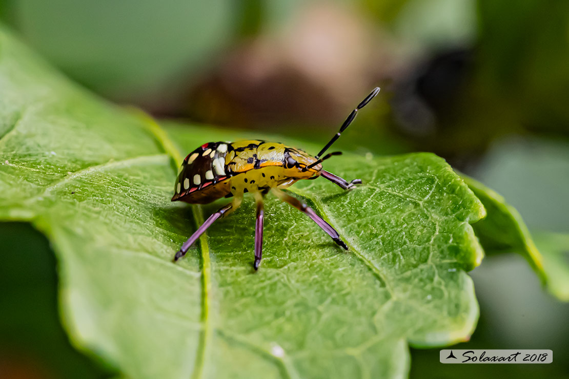 Nezara viridula Nymph  (??)