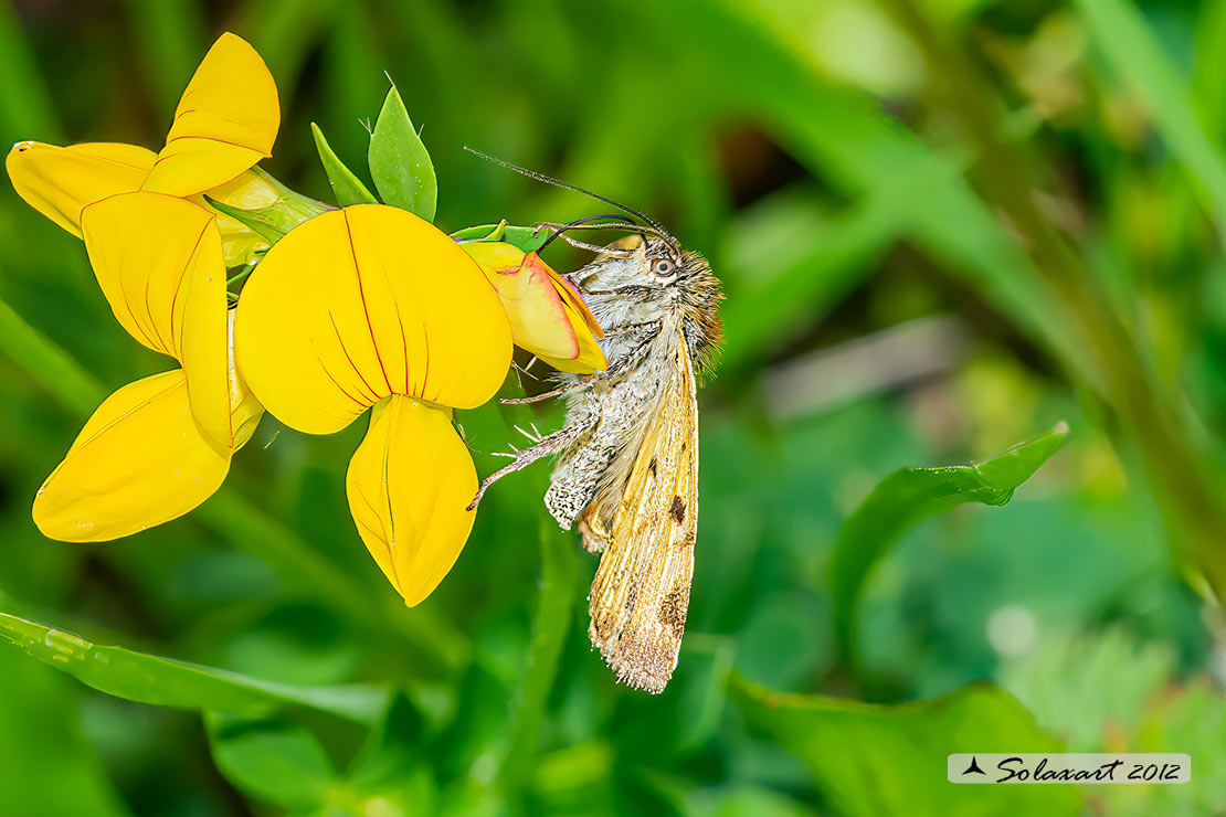 Noctuidae  (???)