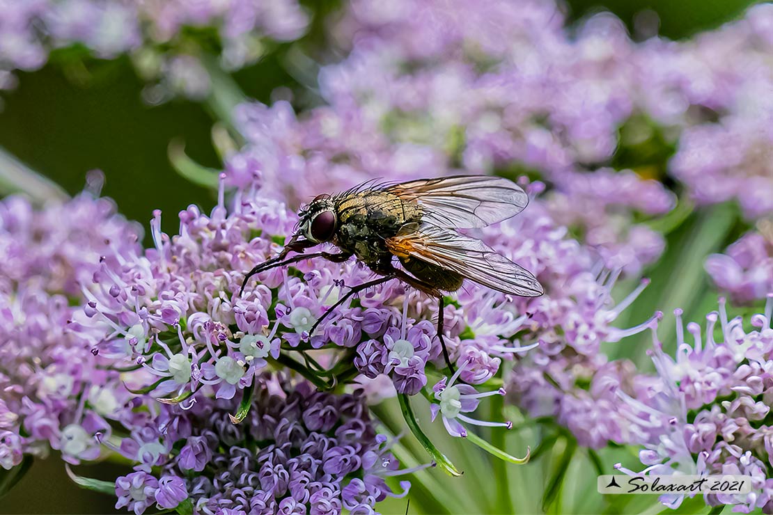 Muscidae:  Mydaea corni (???)