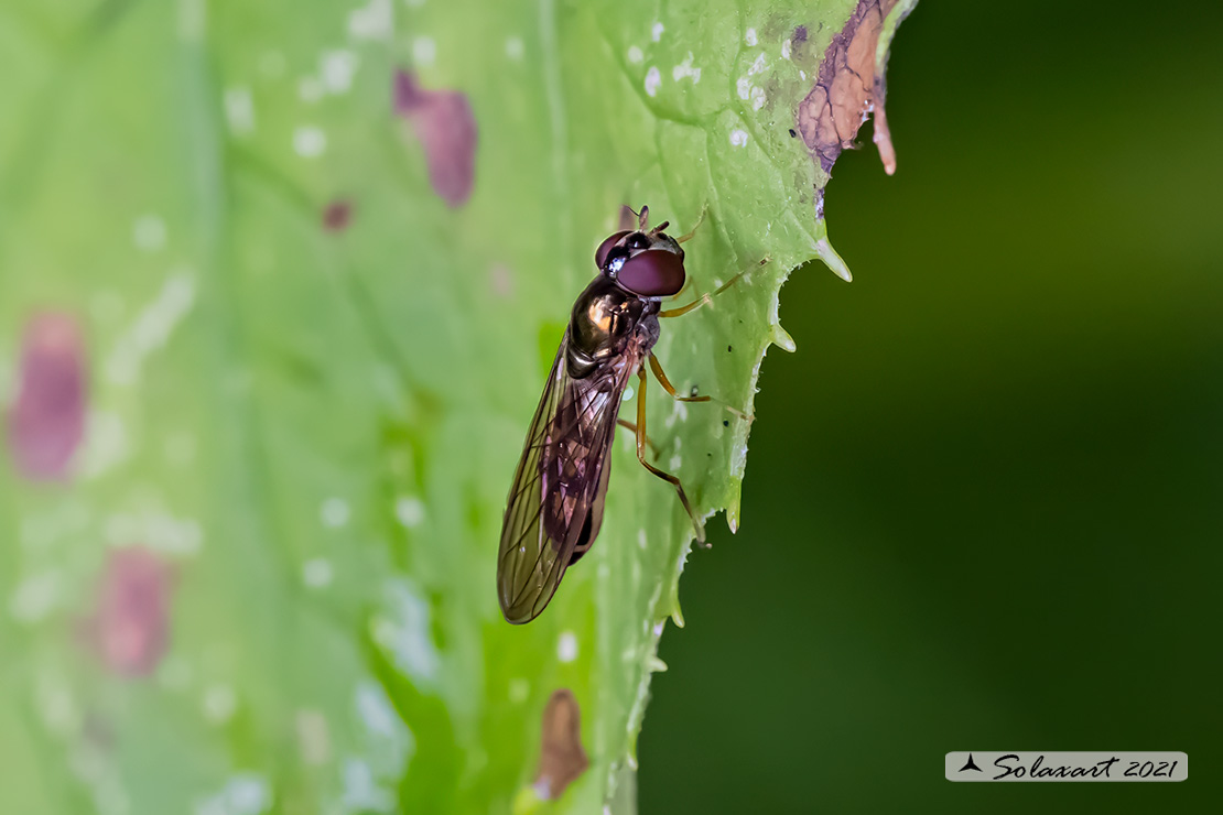 Melanostoma mellinum  (???)