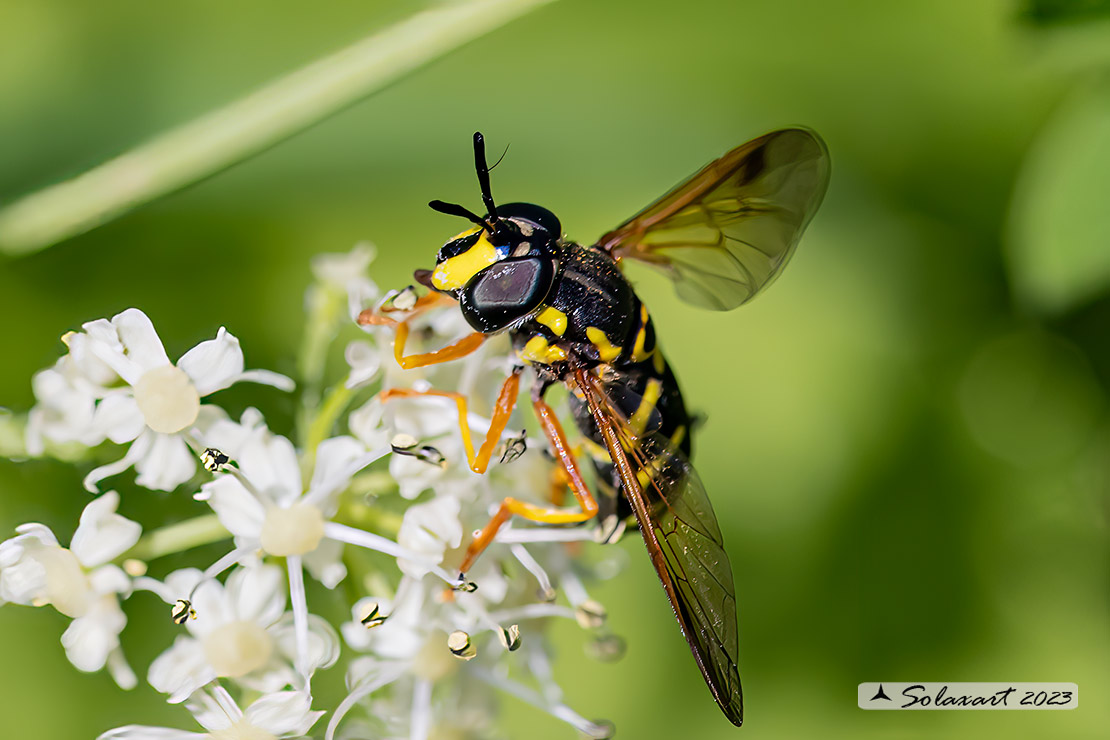 Chrysotoxum: elegans; veralli o  festivum  (????)