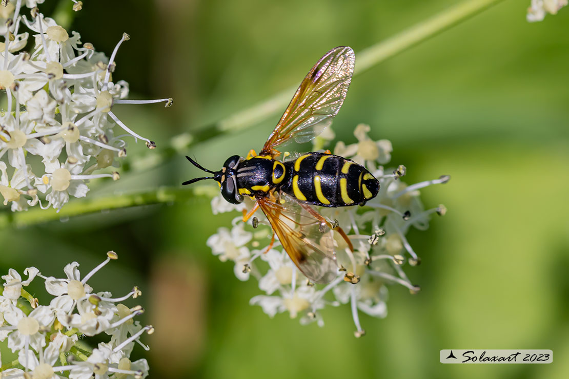 Chrysotoxum: elegans; veralli o  festivum  (????)