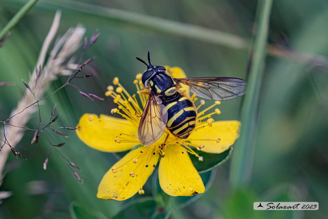 Syrphidae  ..... forse Sericomyia xx