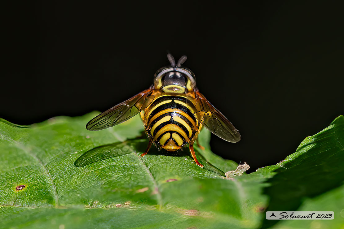 Syrphidae  ..... forse Sericomyia xx