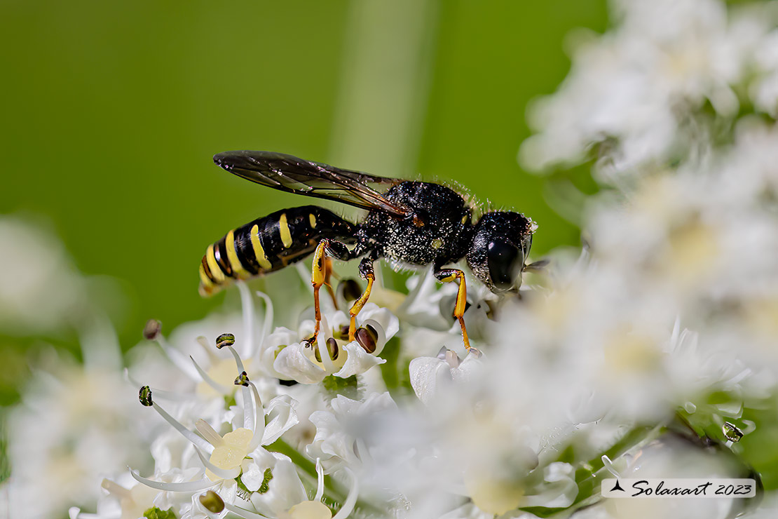 Crabronidae: maschio di Ectemnius sp.