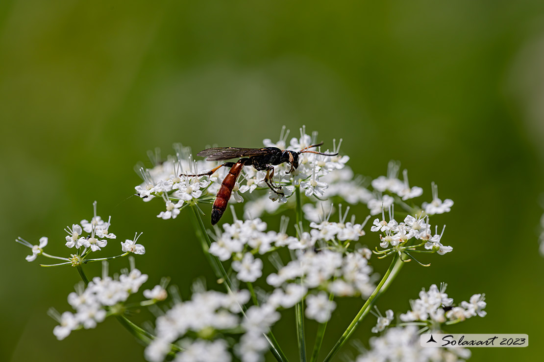 Alomya debellator  (???)