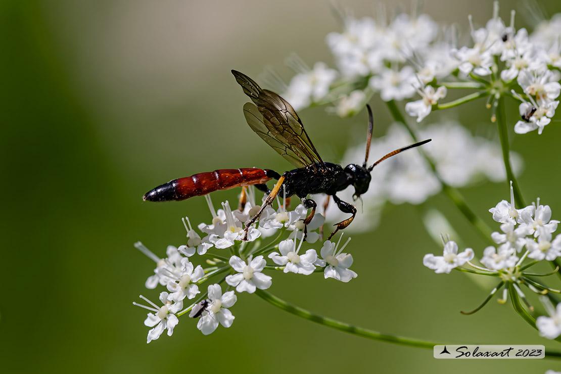 Alomya debellator  (???)