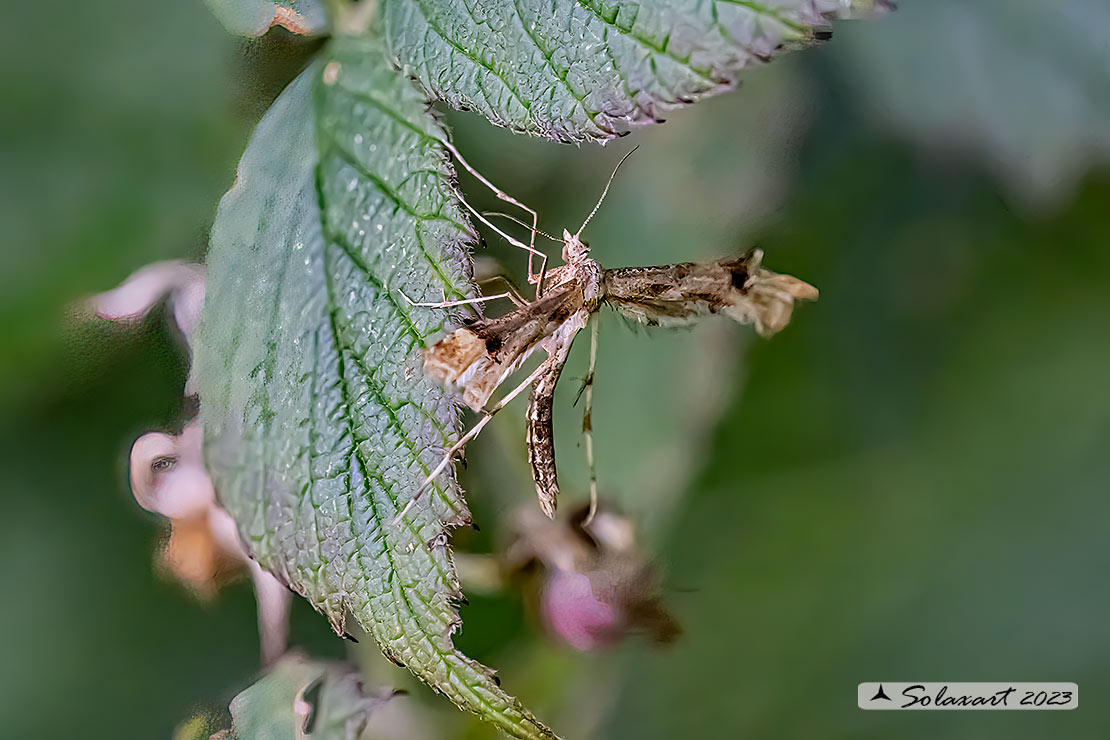 Platyptilia (???)