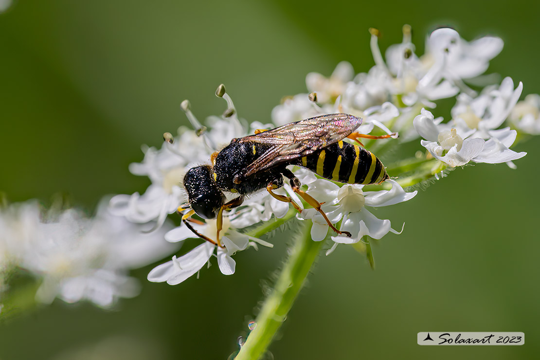 Crabronidae: maschio di Ectemnius sp.