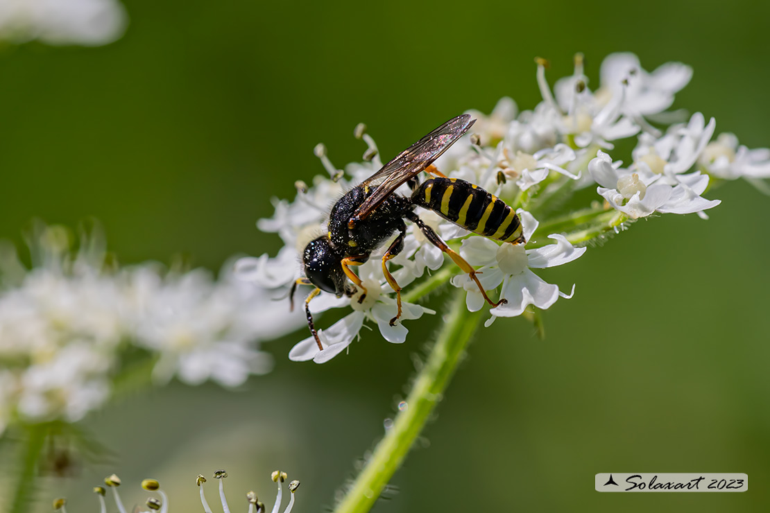 Crabronidae: maschio di Ectemnius sp.