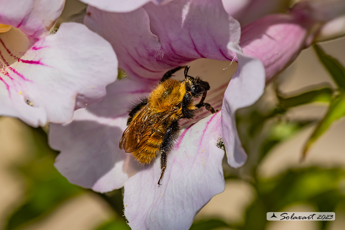 Osmia rufa? No, Bombus pascuorum