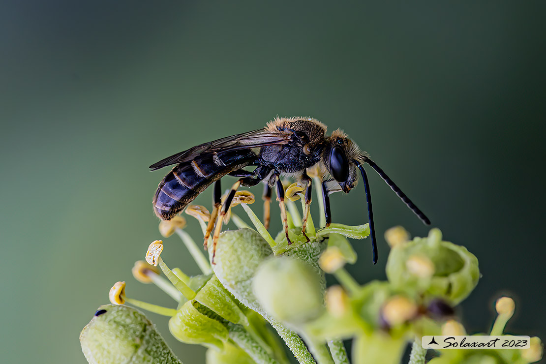 Halictus ligatus? No, Lasioglossum sp.