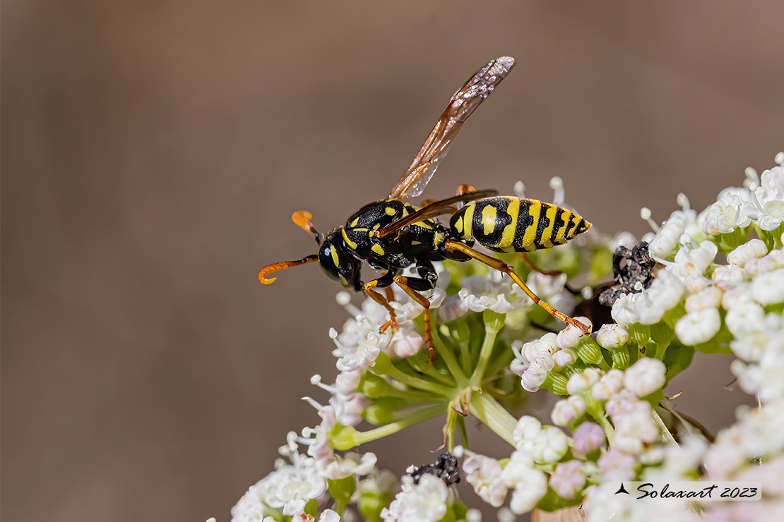 Vespidae: Polistes biglumis o dominula? Polistes sp.