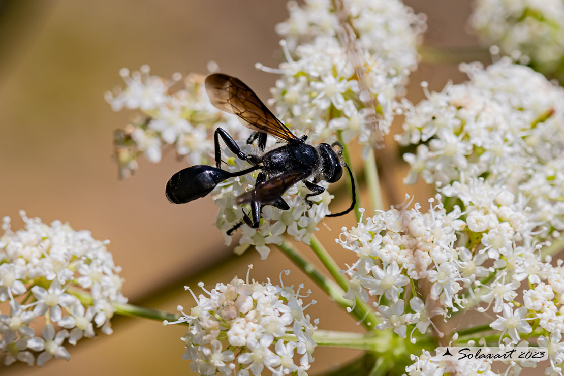 Sphecidae: Sphex pensylvanicus? No, Isodontia mexicana