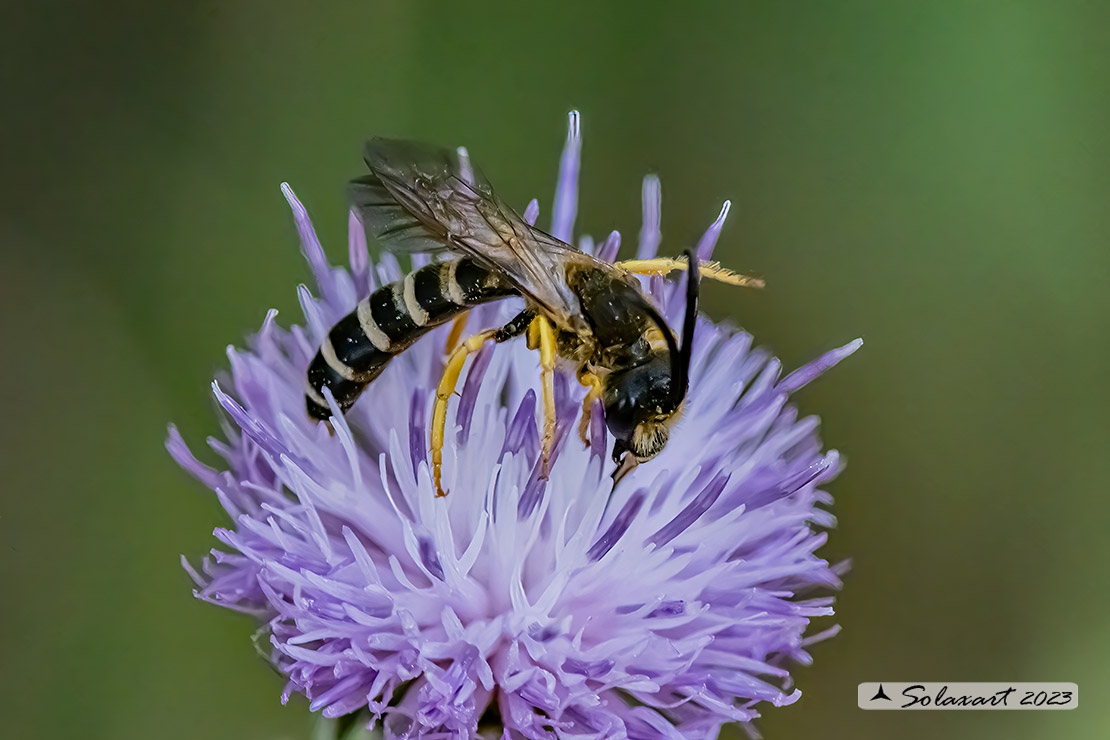 maschio di Halictus scabiosae? S.