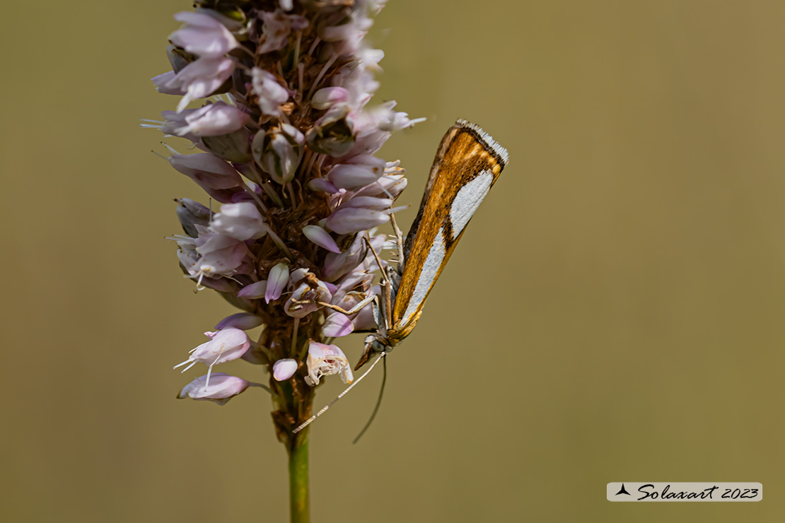 Catoptria  .....   conchella o pinella  (????)