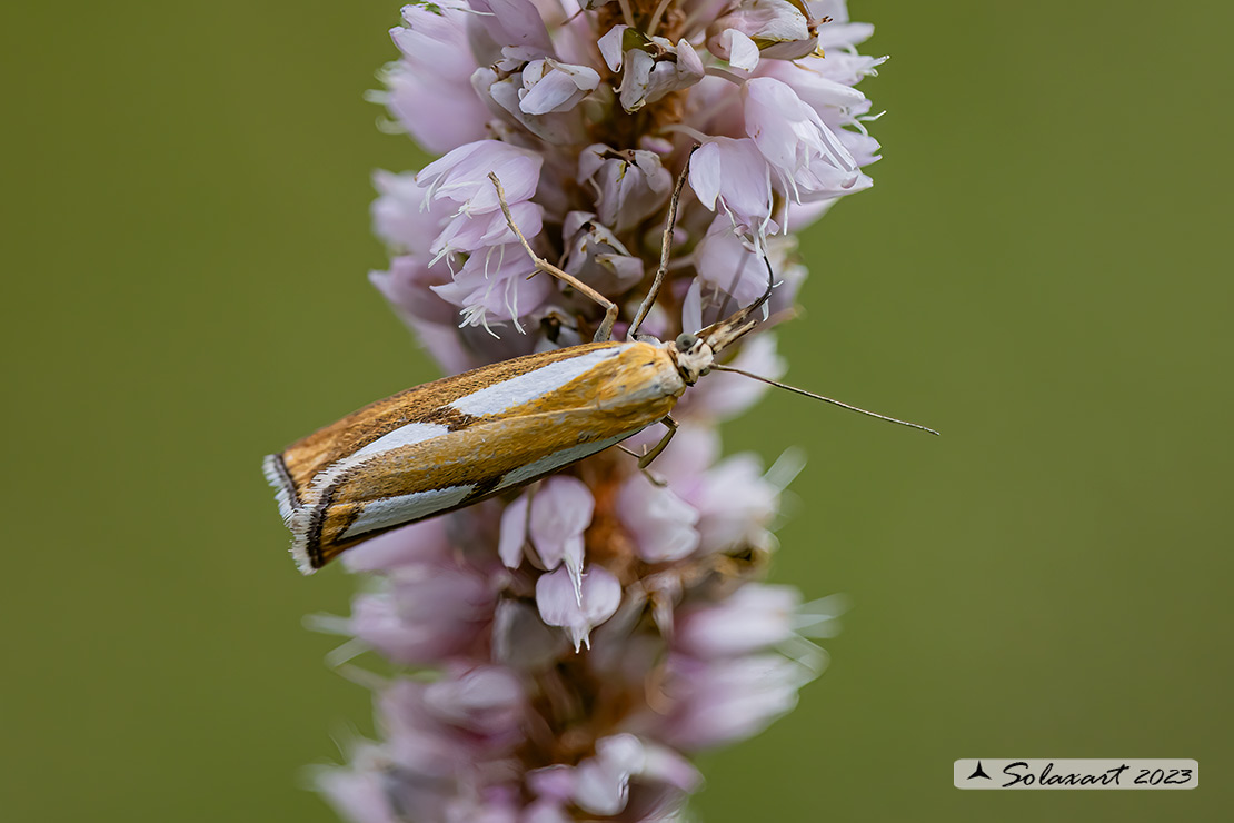 Catoptria  .....   conchella o pinella  (????)