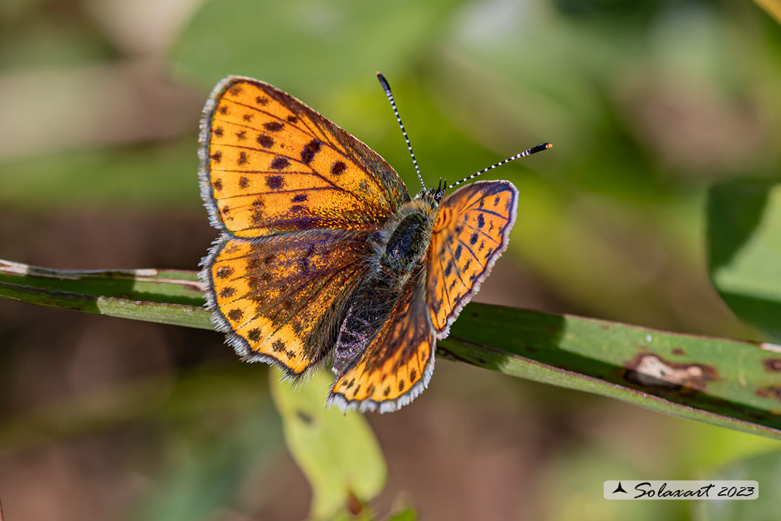 Lycaena ???