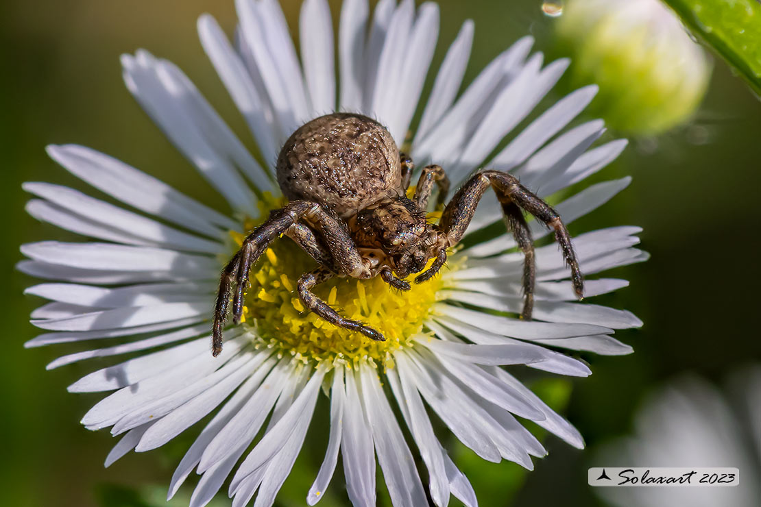 Ozyptila atomaria ? NO. Xysticus sp, o simili