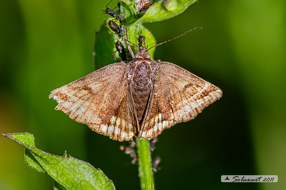 Euclidia glyphica  (???)