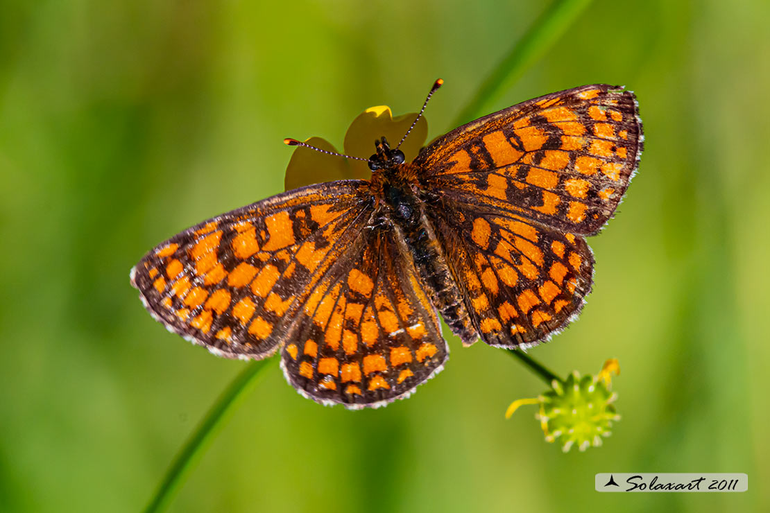 Melitaea   (???)    nevadensis ?