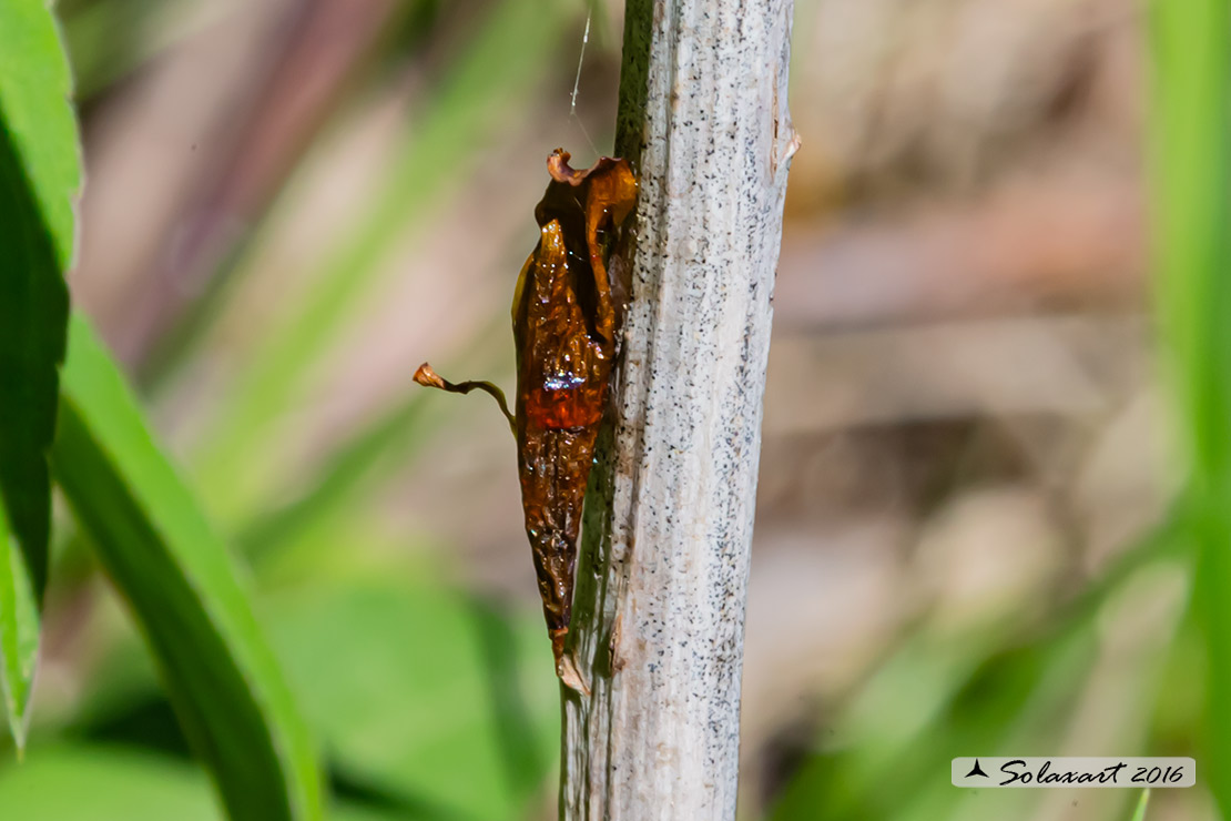 Pupa ??