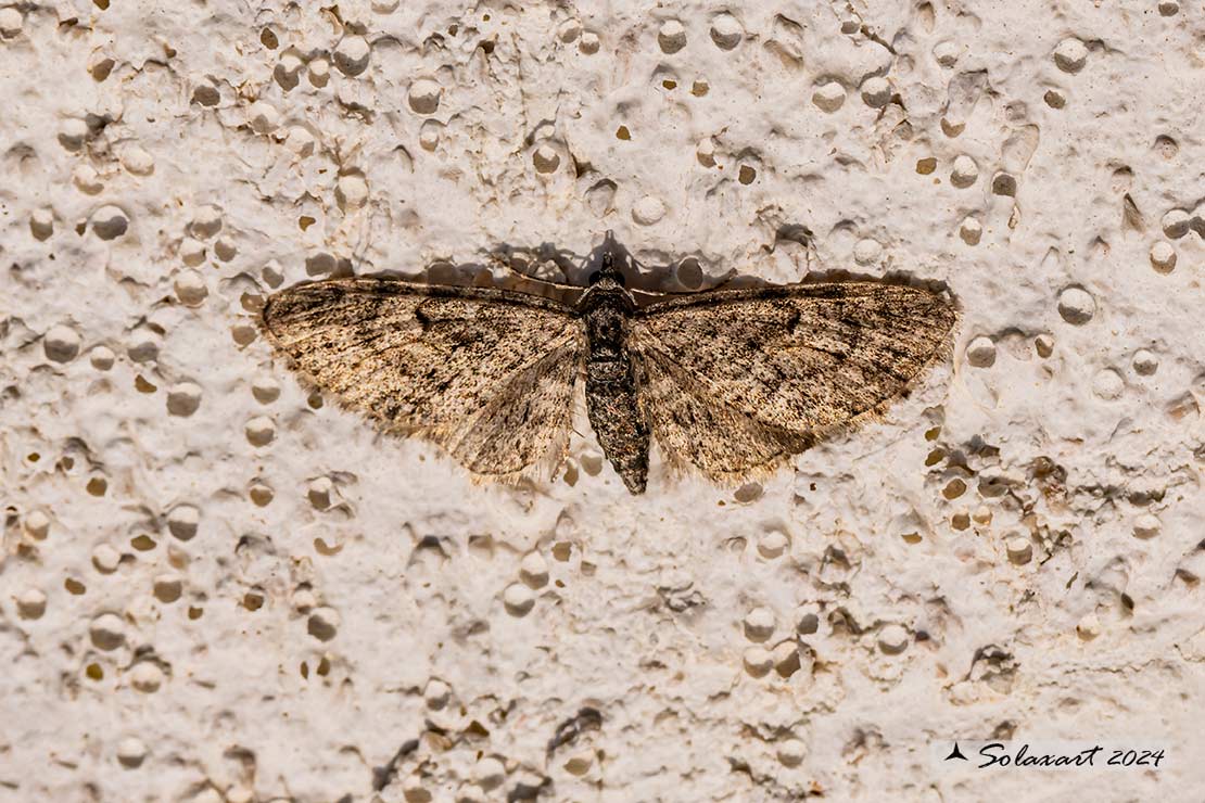 Eupithecia (????)