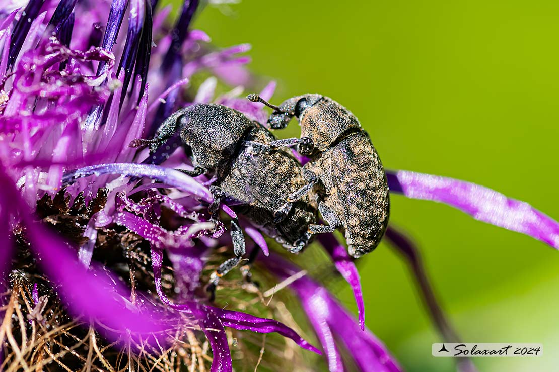 Larinus planus  (???)