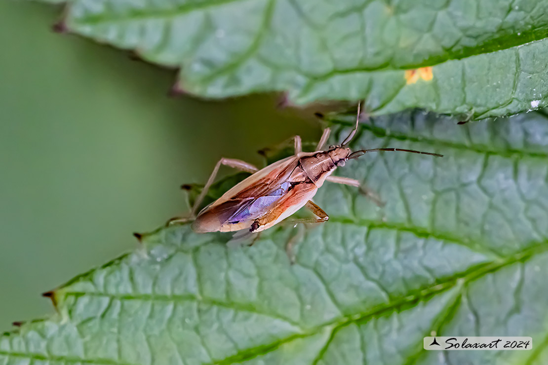 Miridae : Stenotus binotatus (???)