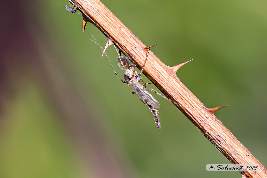 Chironomus plumosus  (??)