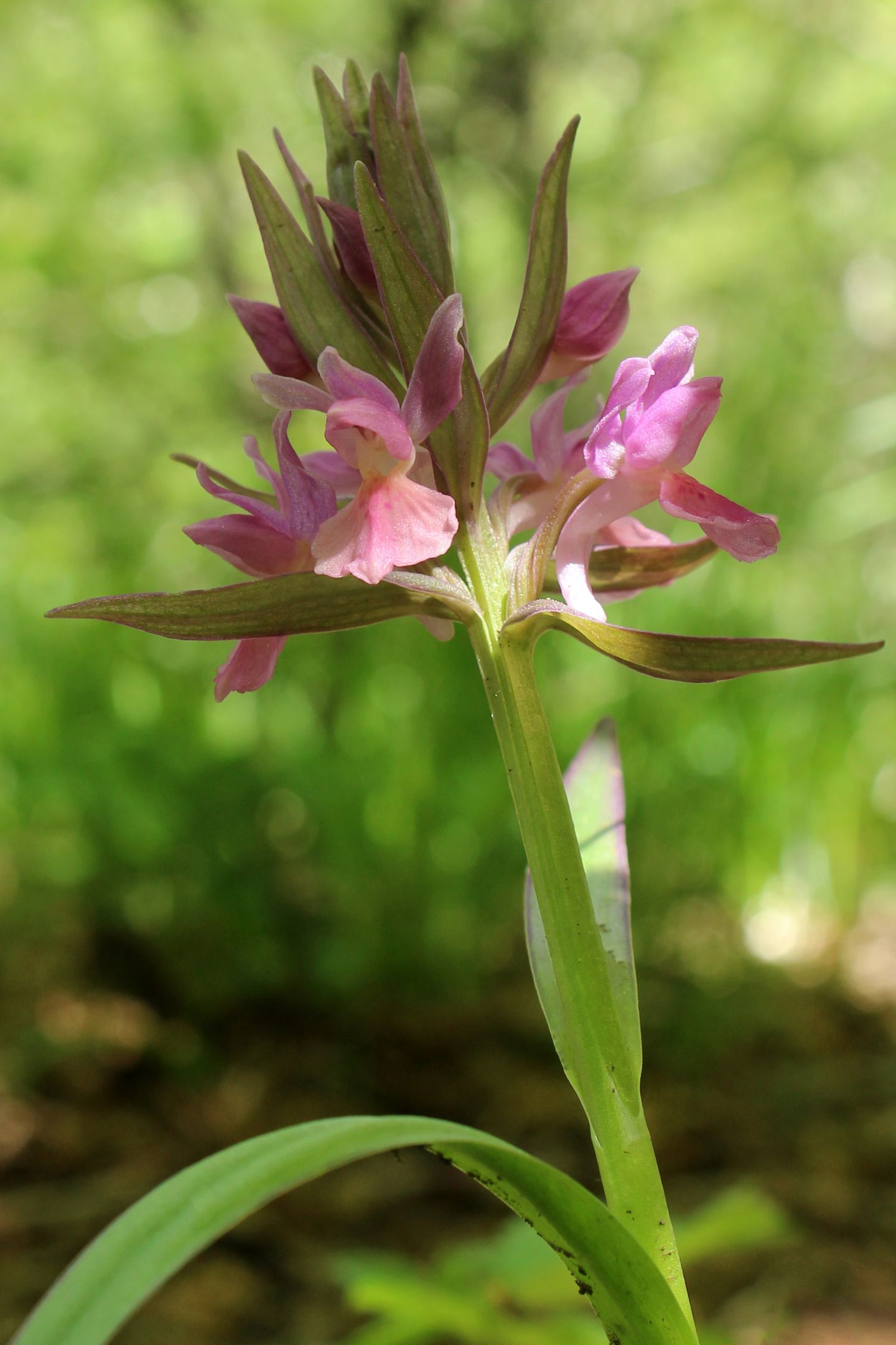 Dactylorhiza sambucina