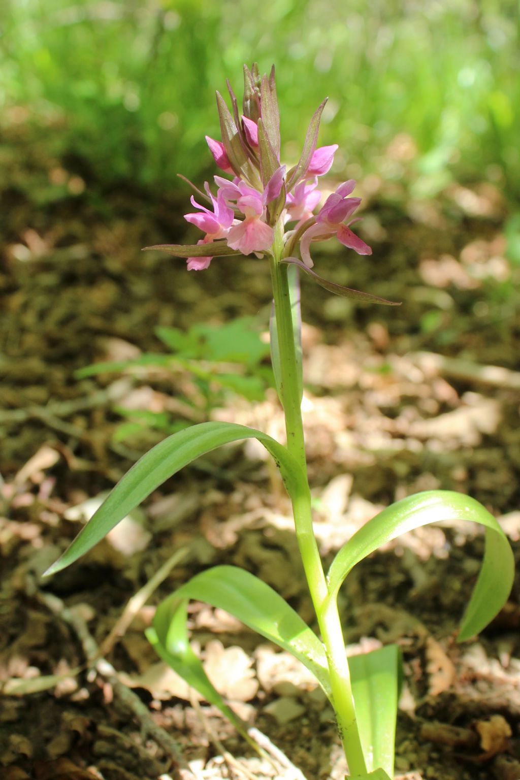 Dactylorhiza sambucina