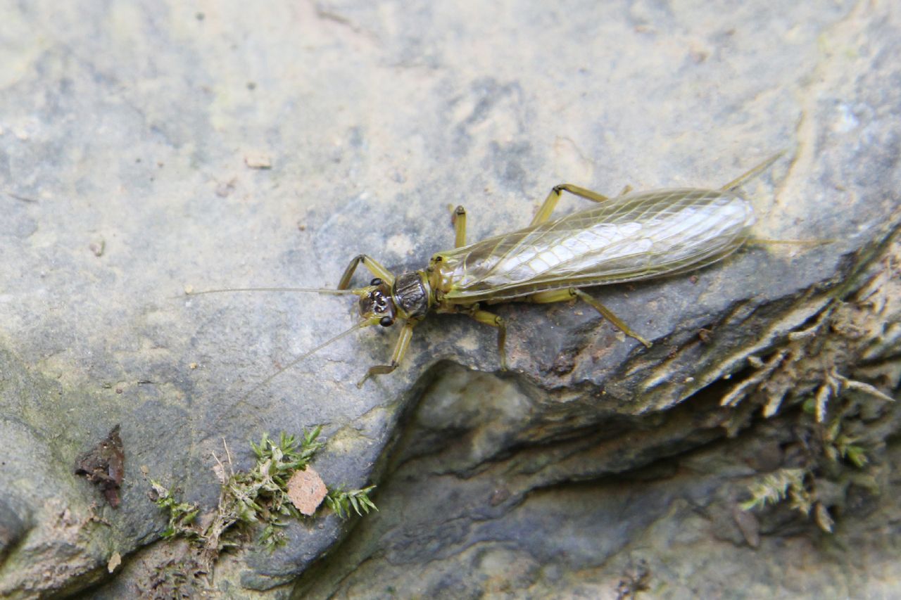 Isoperla dalla Val Trebbia (GE)