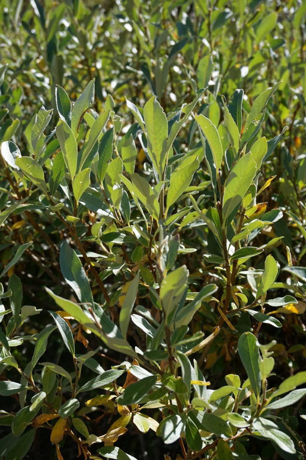 Arbusto - Salix sp.