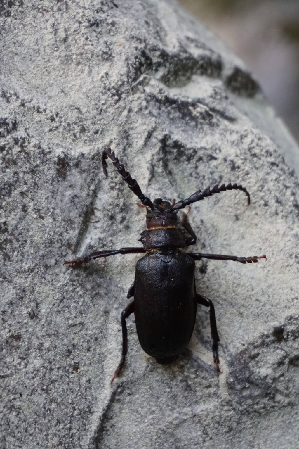 Cerambycidae: Prionus coriarius, maschio