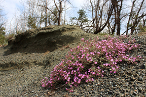 Saponaria ocymoides L.